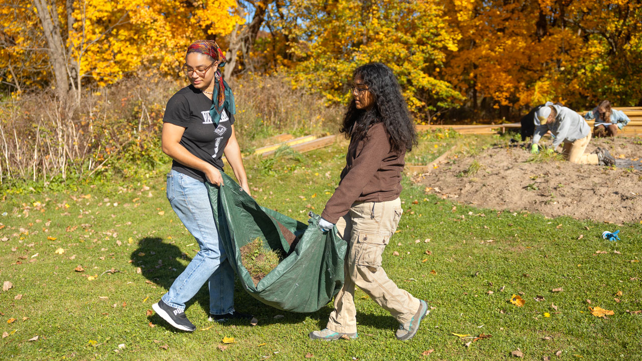 two students carry tarp full of turf to new location