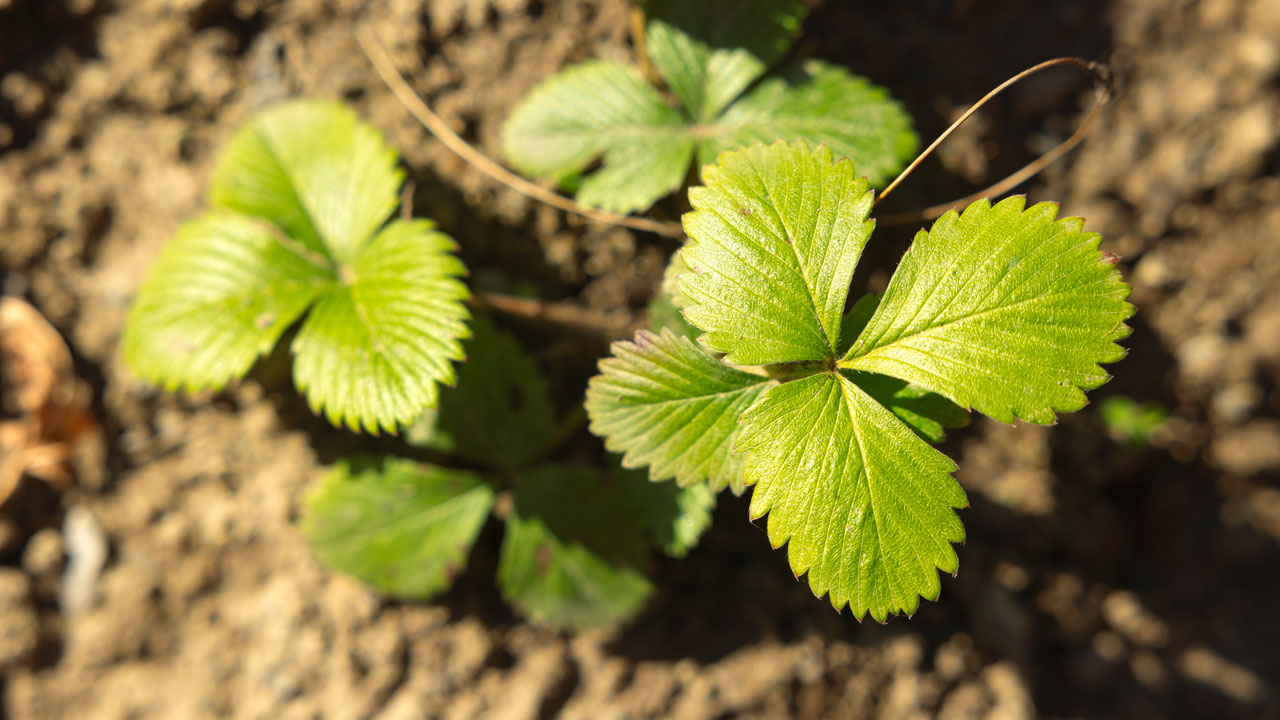 medicinal garden plants