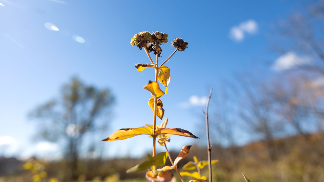 blue skies, beautiful plants in the garden